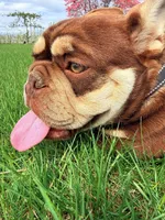 Yogi bear , a male English Bulldog for sale in Granger, WA – 3 of 5