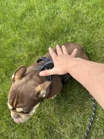 Yogi bear , a male English Bulldog for sale in Granger, WA – 4 of 5