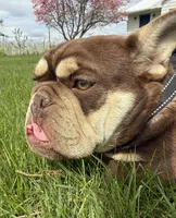Yogi bear , a male English Bulldog for sale in Granger, WA – 1 of 5