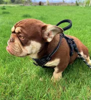 Yogi bear , a male English Bulldog for sale in Granger, WA – 2 of 5
