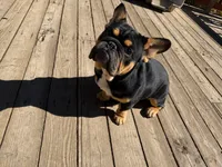 Bobby, a male French Bulldog for sale in Granger, WA – 1 of 1