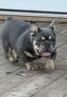 Aquamarina, a female English Bulldog for sale in Granger, WA – 2 of 8