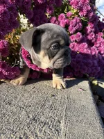 Aquamarina, a female English Bulldog for sale in Granger, WA – 7 of 8