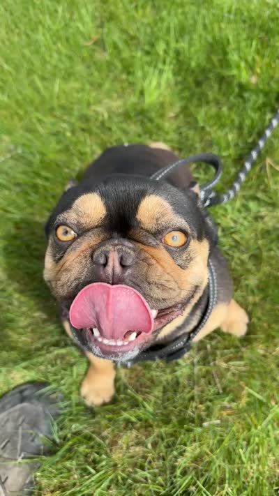 Shawty bae , a male French Bulldog for sale in Granger, WA – 4 of 4