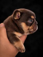 Macchiato , a male French Bulldog for sale in Granger, WA – 3 of 4