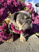 Aquamarina, a female English Bulldog for sale in Granger, WA – 6 of 8