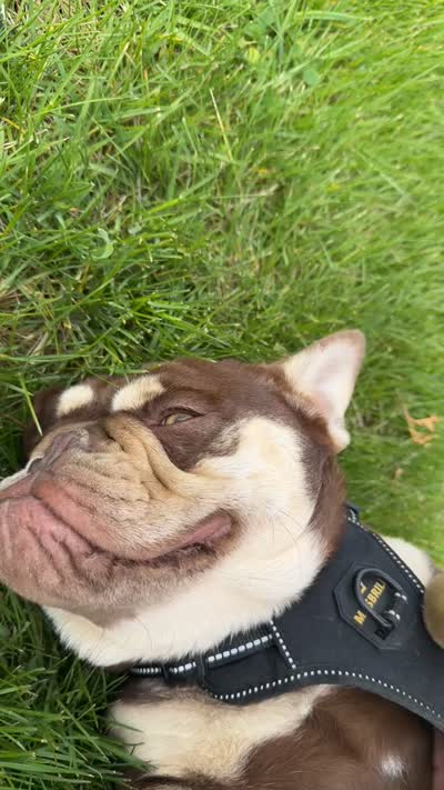Yogi bear , a male English Bulldog for sale in Granger, WA – 5 of 5