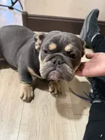 Aquamarina, a female English Bulldog for sale in Granger, WA – 4 of 8