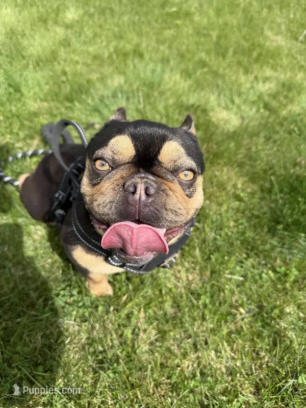 Shawty bae  – French Bulldog puppy for sale in Granger, WA