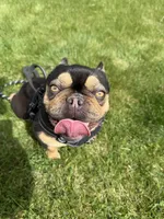 Shawty bae , a male French Bulldog for sale in Granger, WA – 2 of 4