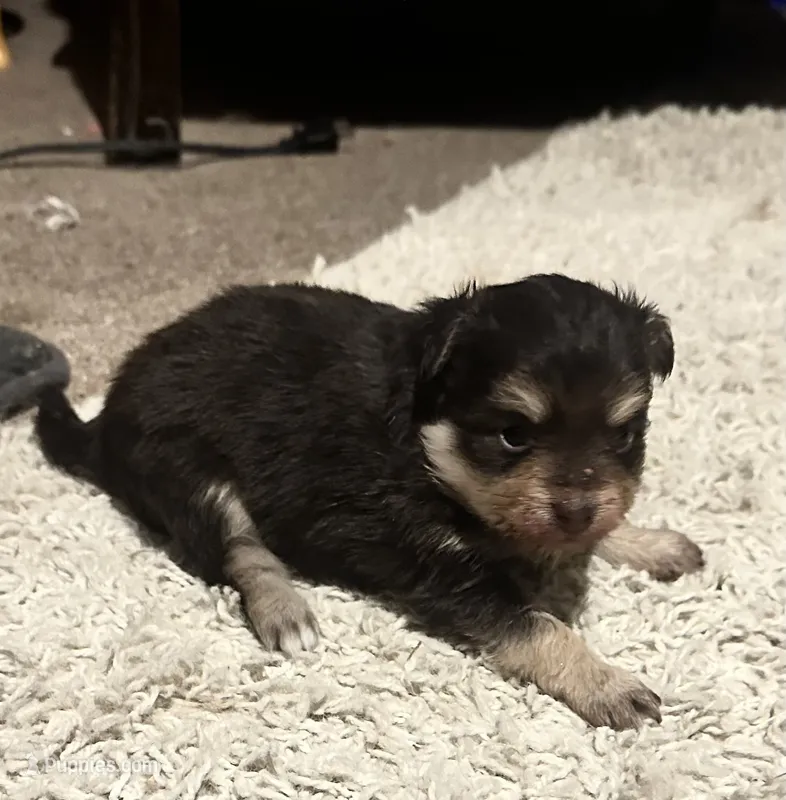 Moana, a female Pomchi for sale in Conway, AR – 1 of 3