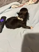 Flint, a male Chorkie for sale in Conway, AR – 2 of 5