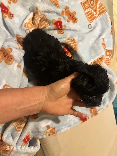 Onyx – Miniature Schnauzer puppy for sale in Conway, AR