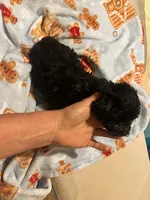 Onyx, a male Miniature Schnauzer for sale in Conway, AR – 1 of 1