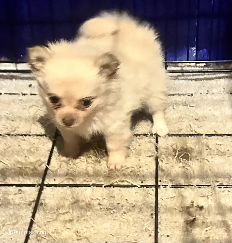 Pippa – Pomchi puppy for sale in Conway, AR