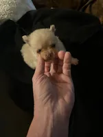 Pippa, a female Pomchi for sale in Conway, AR – 1 of 1