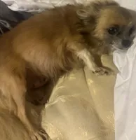 Luna, a female Chorkie for sale in Conway, AR – 5 of 5