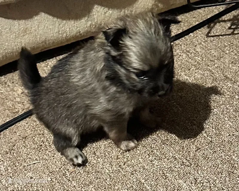 Sable – Pomchi puppy for sale in Conway, AR
