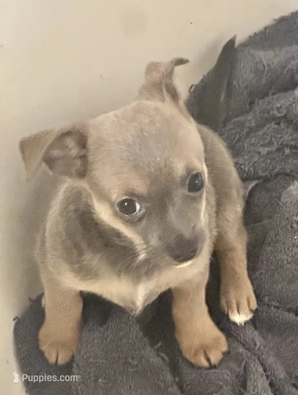 Lynx – Chihuahua puppy for sale in Conway, AR