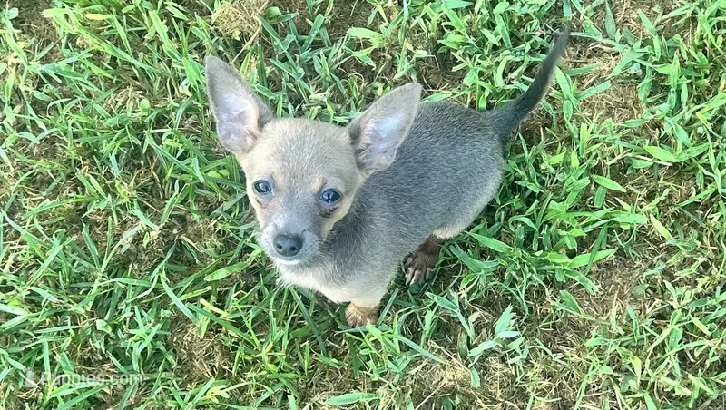 Lynx – Chihuahua puppy for sale in Conway, AR