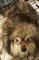 Tinsel, a female Pomchi for sale in Conway, AR – 2 of 3