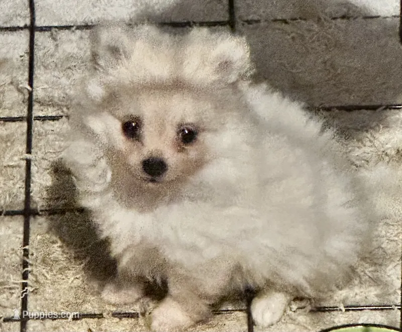 Casper – Pomchi puppy for sale in Conway, AR