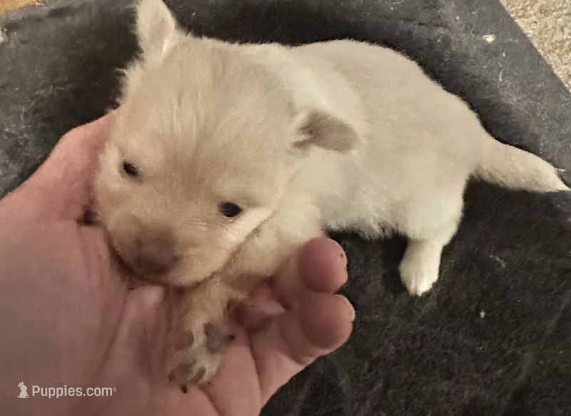 Snow White, a female Pomchi for sale in Conway, AR – 1 of 3