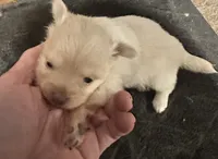 Snow White, a female Pomchi for sale in Conway, AR – 1 of 3