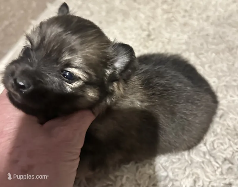 Sable, a male Pomchi for sale in Conway, AR – 1 of 3