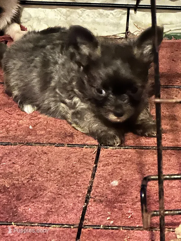 Luna – Chorkie puppy for sale in Conway, AR