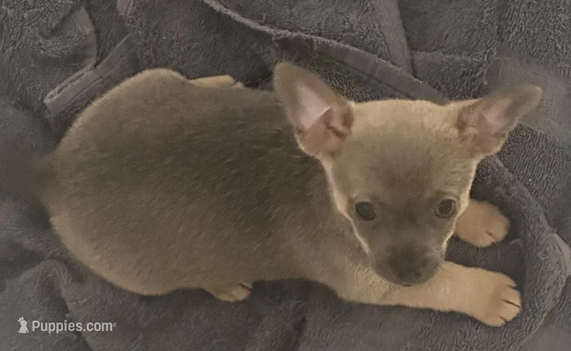Lyla – Chihuahua puppy for sale in Conway, AR