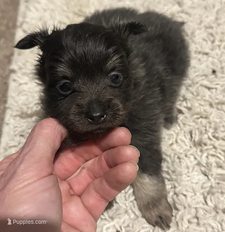 Tinsel – Pomchi puppy for sale in Conway, AR