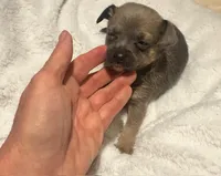 Lynx, a male Chihuahua for sale in Conway, AR – 3 of 3