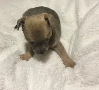 Lynx, a male Chihuahua for sale in Conway, AR – 2 of 3