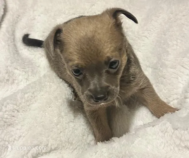 Lynx – Chihuahua puppy for sale in Conway, AR