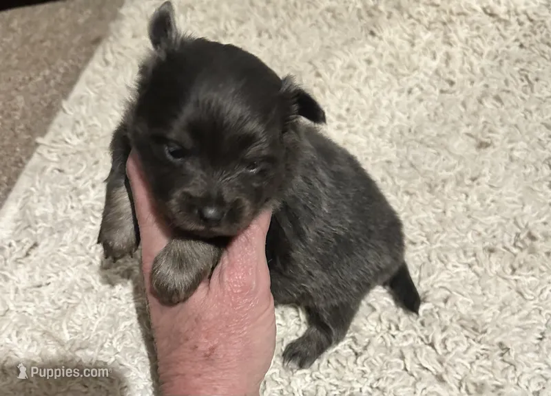 Tinsel, a female Pomchi for sale in Conway, AR – 1 of 3
