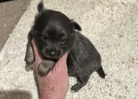 Tinsel, a female Pomchi for sale in Conway, AR – 1 of 3