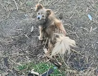 Moana, a female Pomchi for sale in Conway, AR – 3 of 3