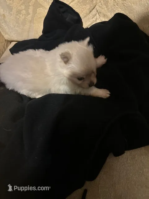 Casper – Pomchi puppy for sale in Conway, AR