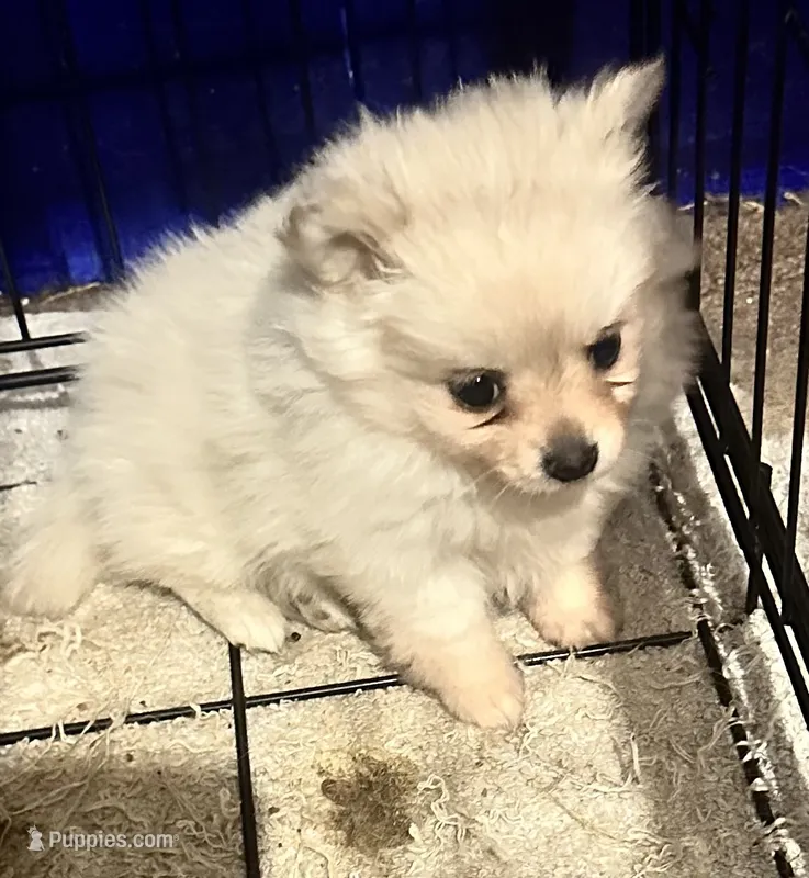 Casper – Pomchi puppy for sale in Conway, AR