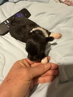 Flint, a male Chorkie for sale in Conway, AR – 3 of 5