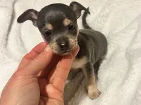Indigo, a male Chihuahua for sale in Conway, AR – 3 of 4
