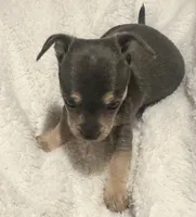 Indigo, a male Chihuahua for sale in Conway, AR – 1 of 4