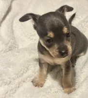 Indigo, a male Chihuahua for sale in Conway, AR – 4 of 4