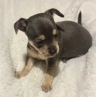 Indigo, a male Chihuahua for sale in Conway, AR – 2 of 4