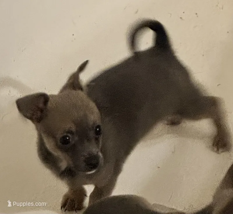 Lynx – Chihuahua puppy for sale in Conway, AR