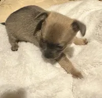Lyla, a male Chihuahua for sale in Conway, AR – 1 of 3