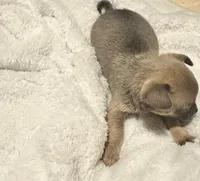 Lyla, a male Chihuahua for sale in Conway, AR – 2 of 3