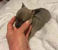 Lyla, a male Chihuahua for sale in Conway, AR – 3 of 3