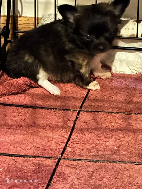 Flint – Chorkie puppy for sale in Conway, AR